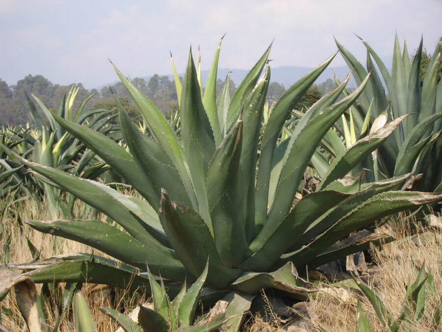 maguey-agave-especies-tipos-mexico