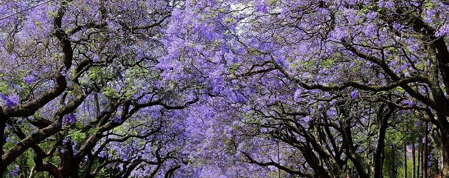 Jacarandas-899x356