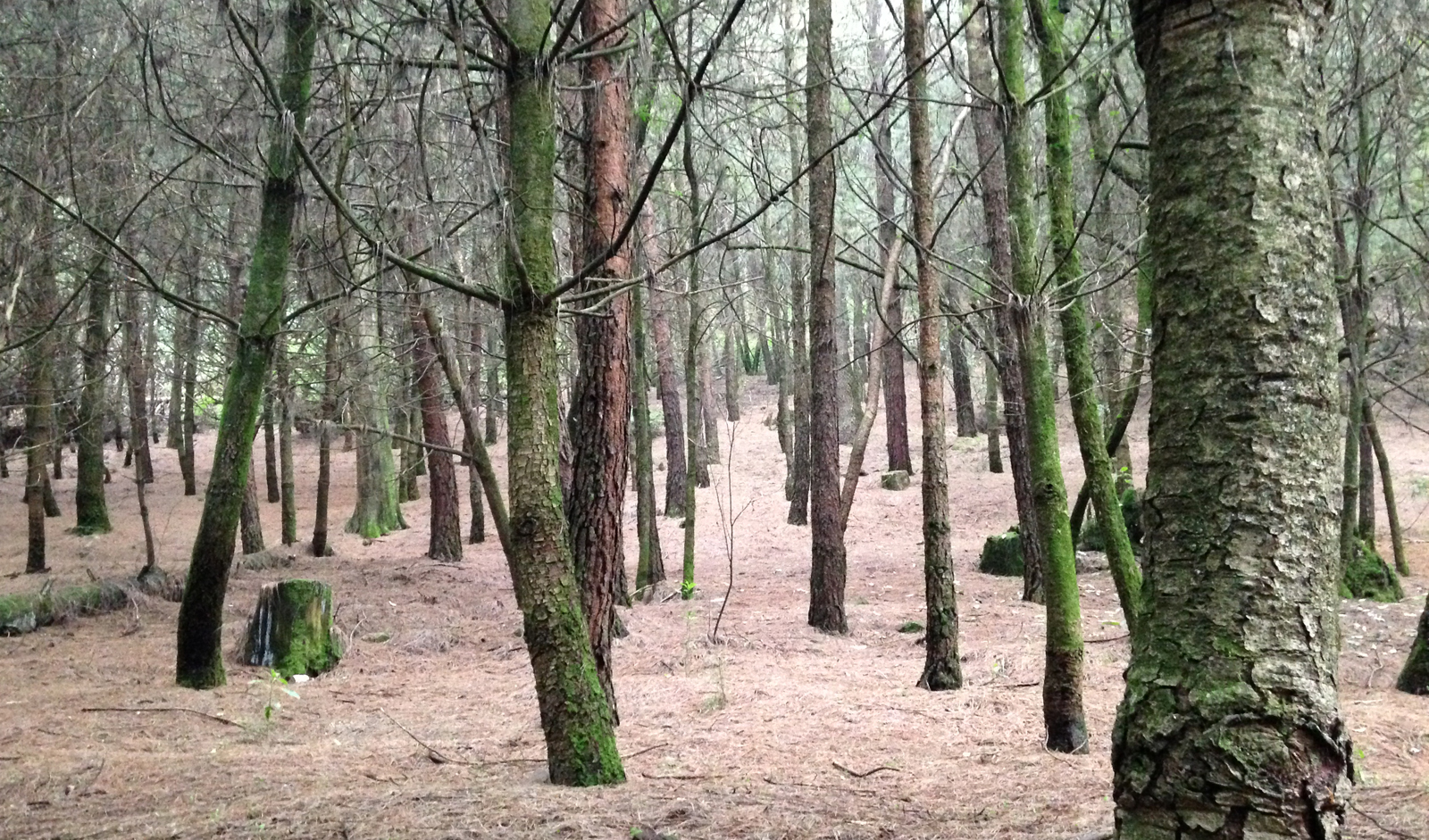 arboles ciudad mexico desierto leones