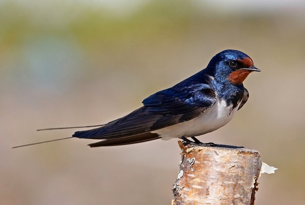 golondrina