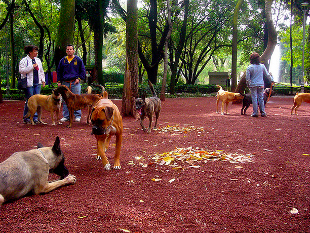 parque mexico condesa perros