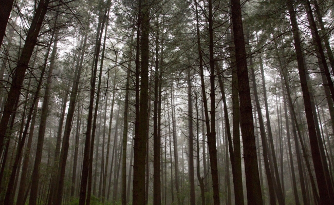 parque del ocotal mexico 1