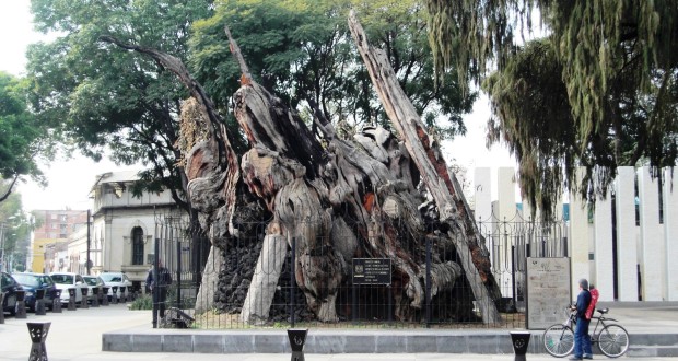 Plaza del Arbol de la Noche Triste