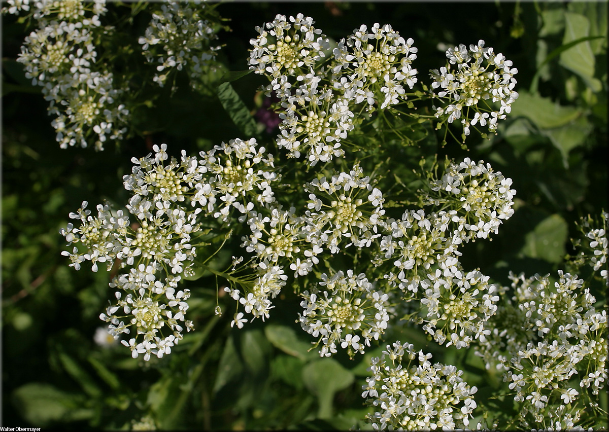 cardaria(lepidium)draba-12