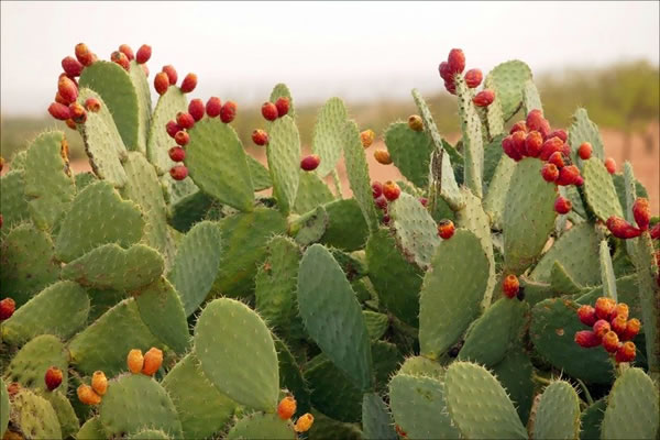 nopales-usos del nopal-productos de nopal