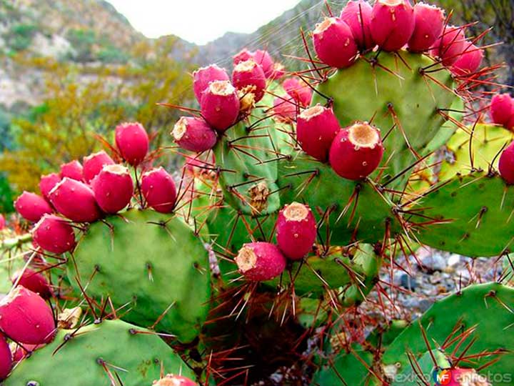 nopales tienen cientos de usos-usos del nopal