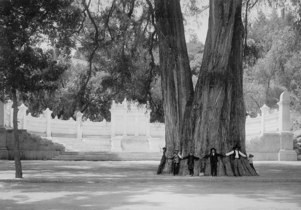 Un grupo de niños posan para la lente del fotógrafo Guillermo Kahlo en el ahuehuete conocido como 