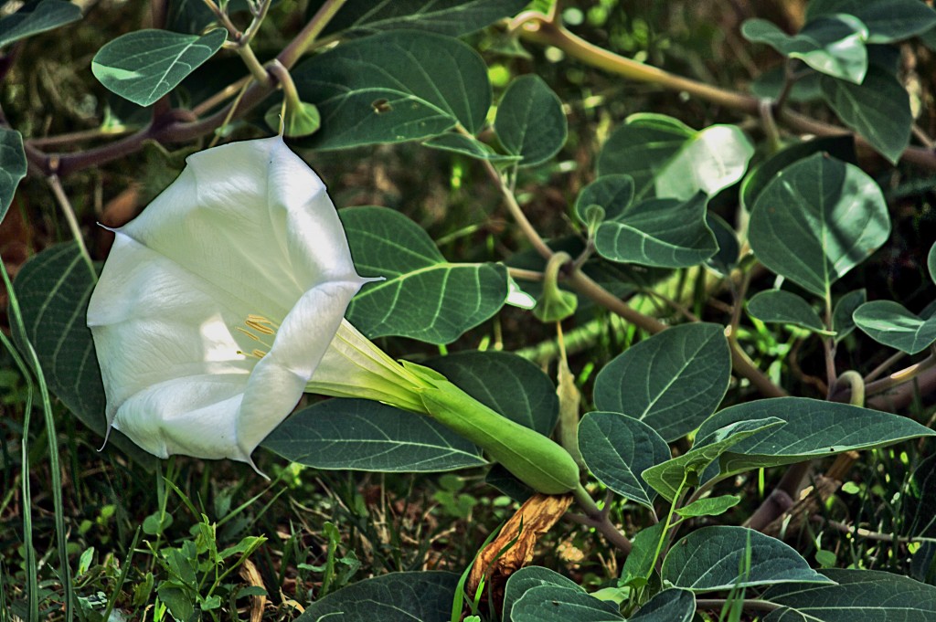 datura