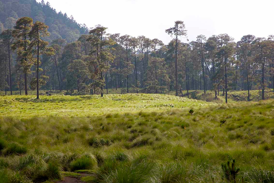 tlalcoyotes-bosques-milpa-alta