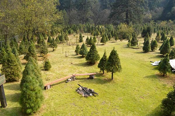 arboles-navidad-naturales