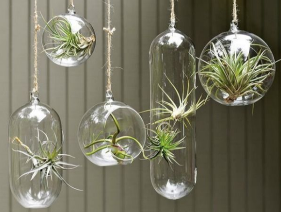 unusual-air-plants-google-search