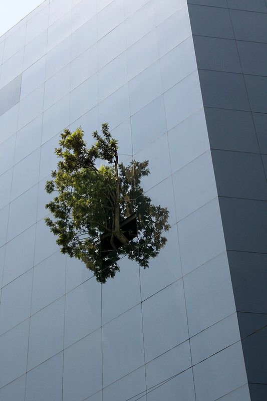 la-torre-del-arbol-edificio-del-arbol-ciudad-de-mexico-df-2