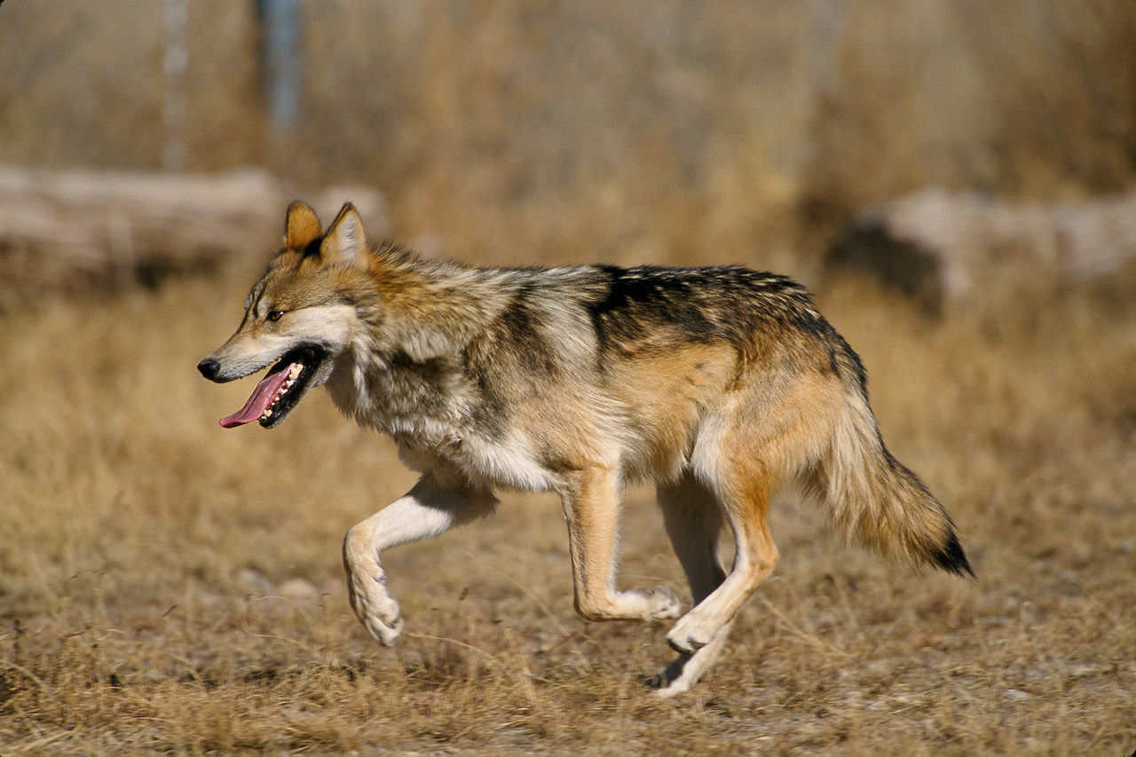 lobos 