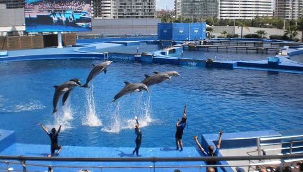 Delfines 