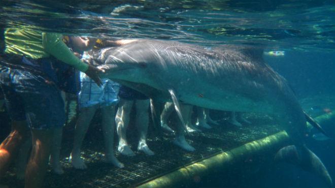 Delfines 