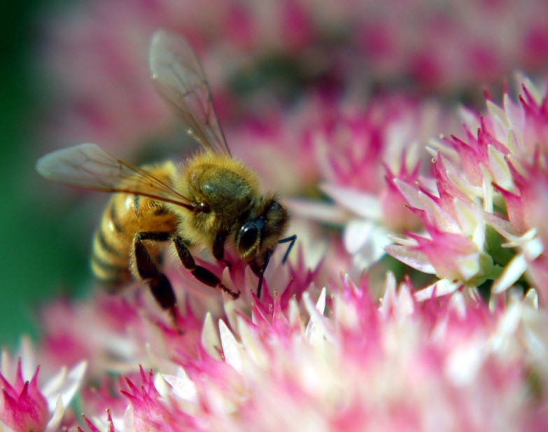 llamado abeja