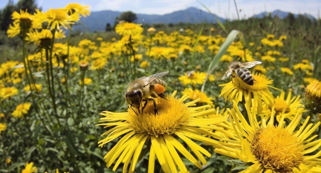 llamado abeja