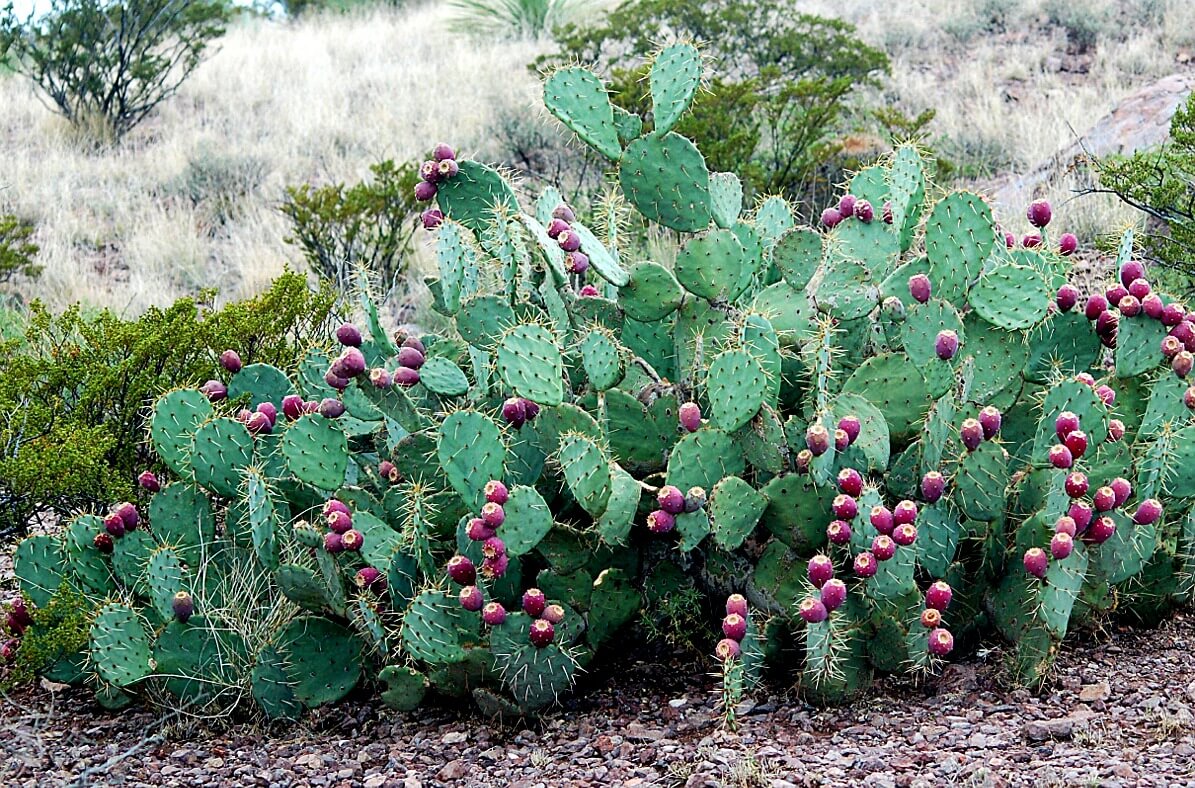 nopal