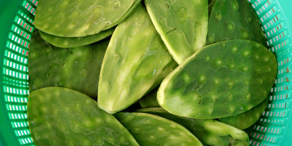 nopal