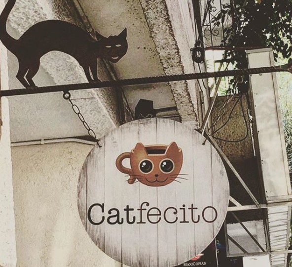 catfecito 