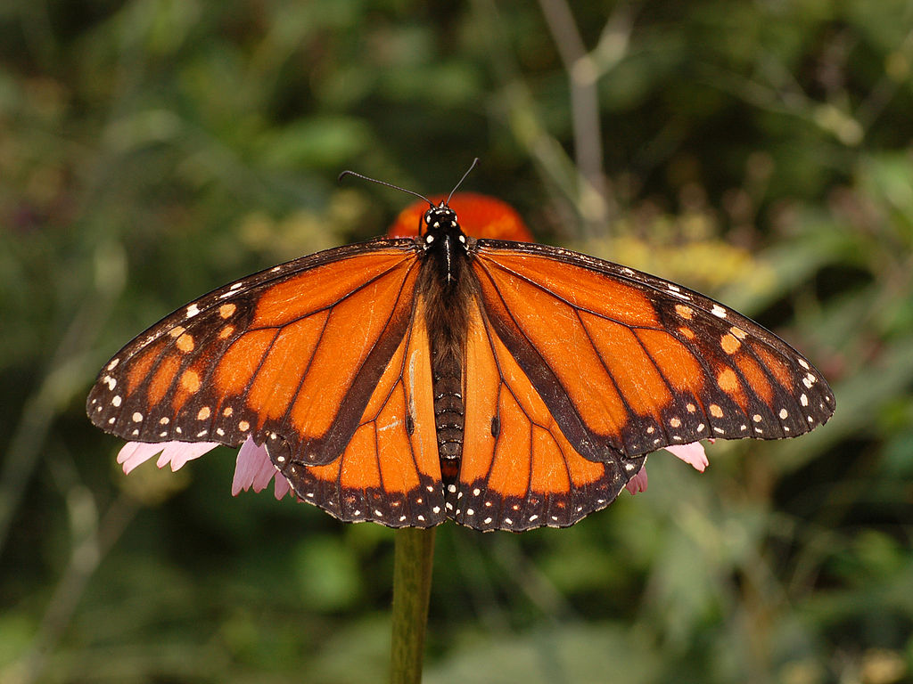 mariposa 