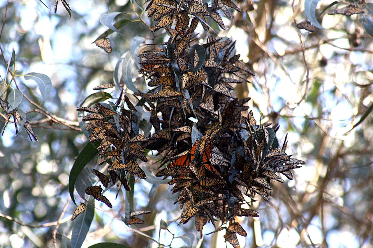 mariposas 