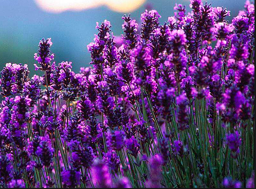 Lavanda 