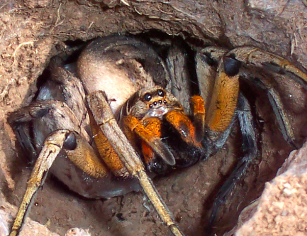 tarantulas 