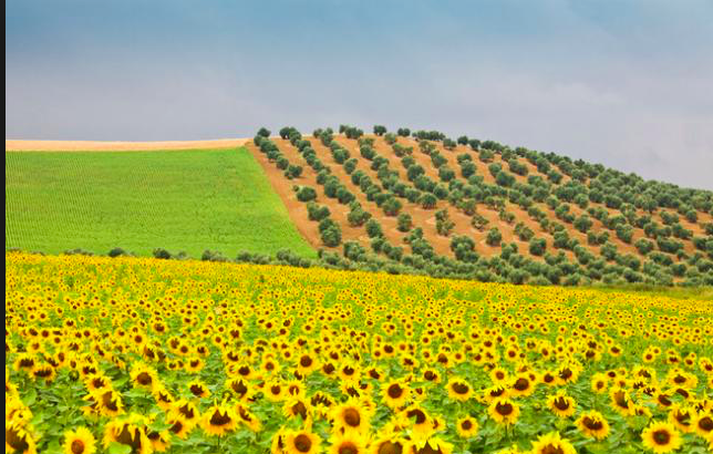 girasoles 