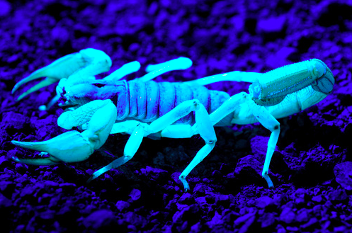 bioluminiscente 