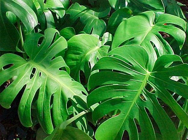  Monstera 