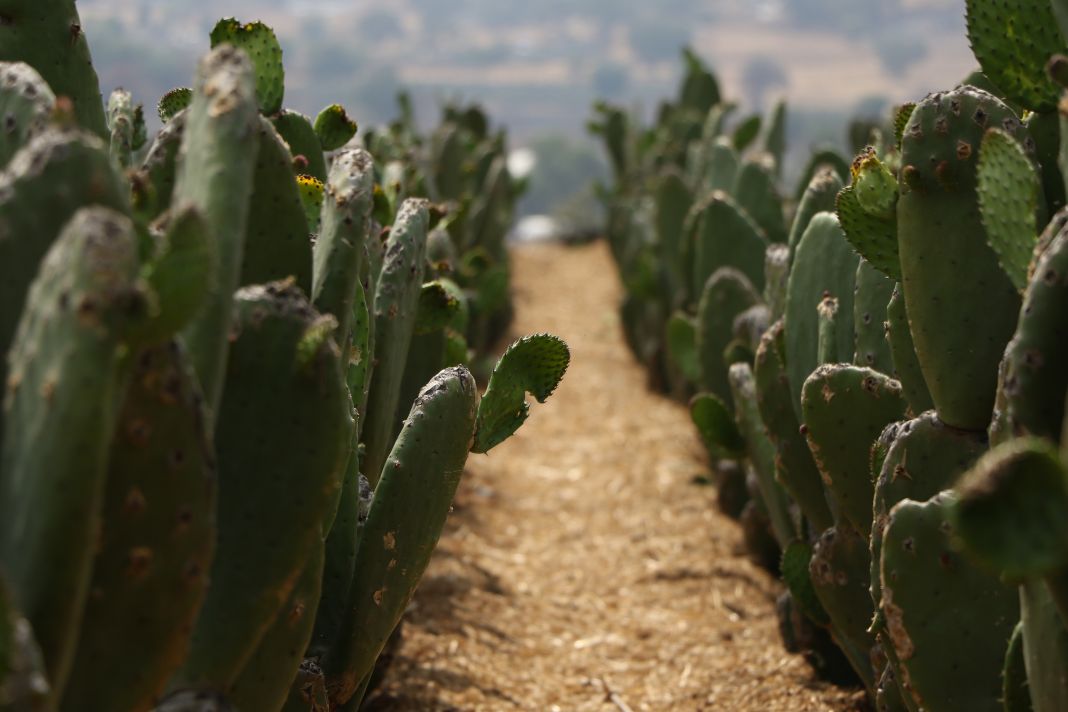 nopal 