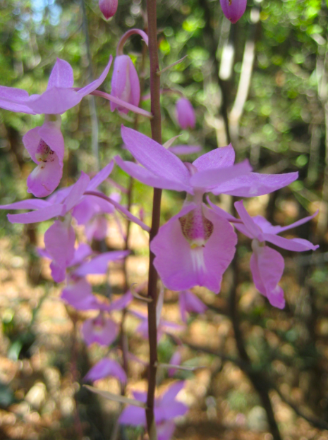 orquideario 