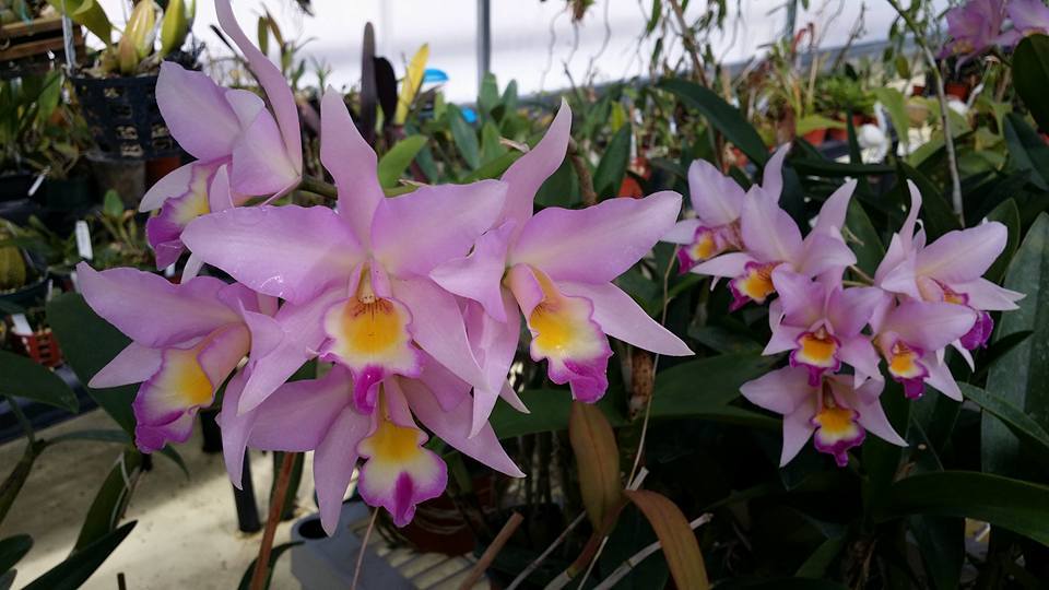 orquideario 