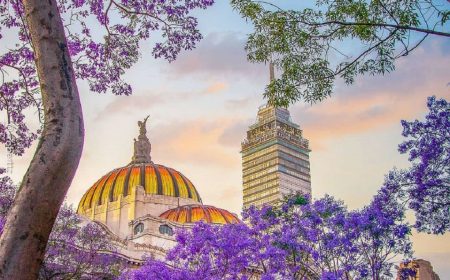 Restaurantes para apreciar las bellas jacarandas de la CDMX