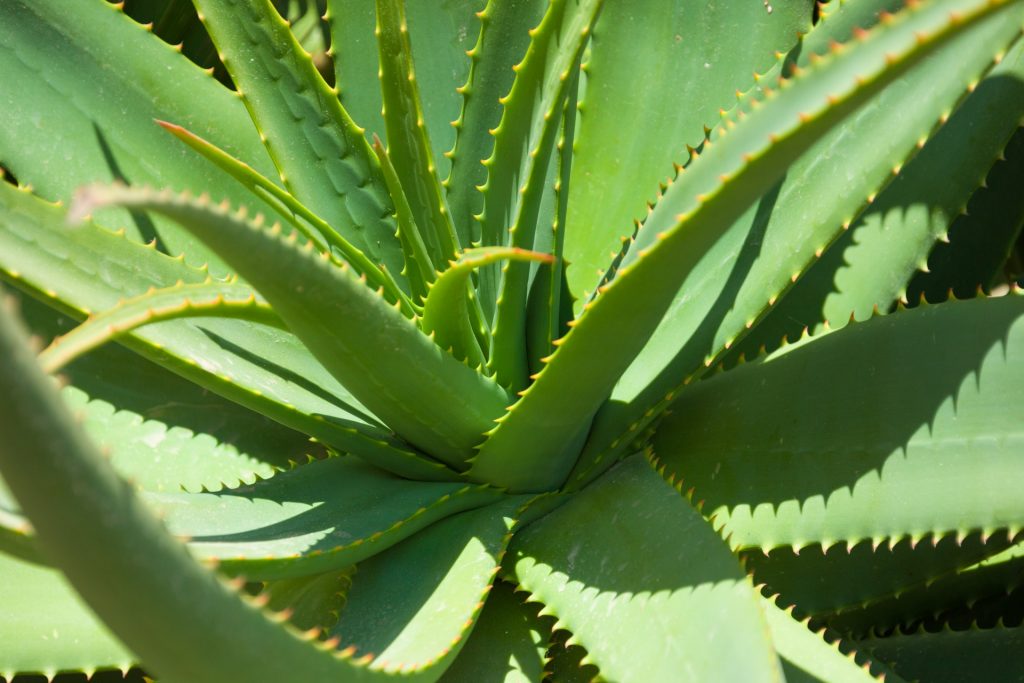 plantas-purificadoras