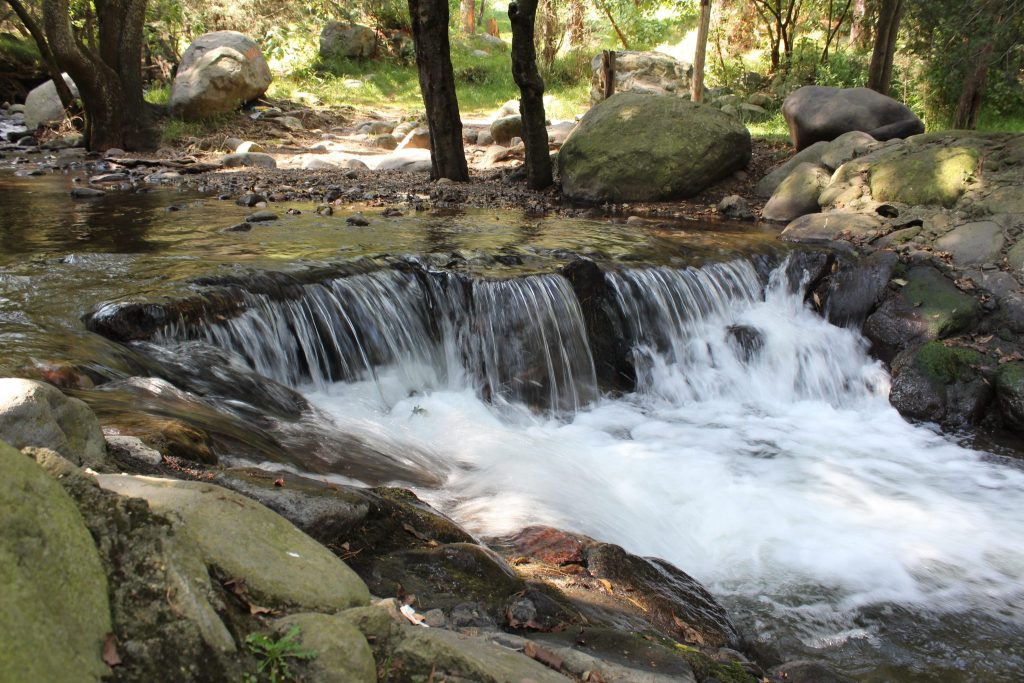 bosque-de-la-cañada