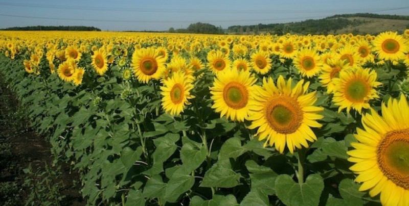 girasoles