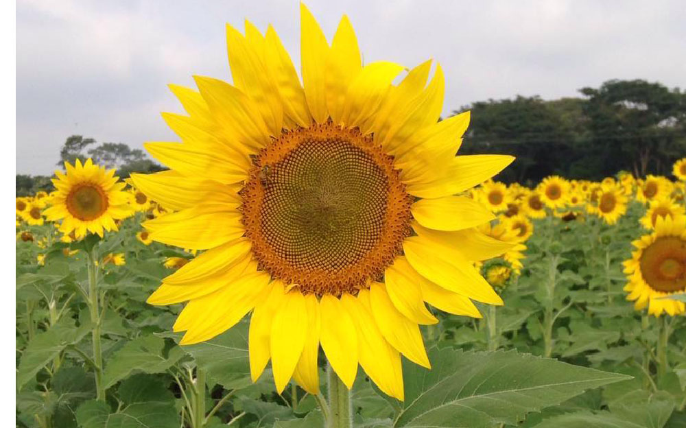 girasoles