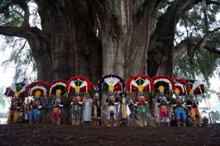 árbol-de-tule