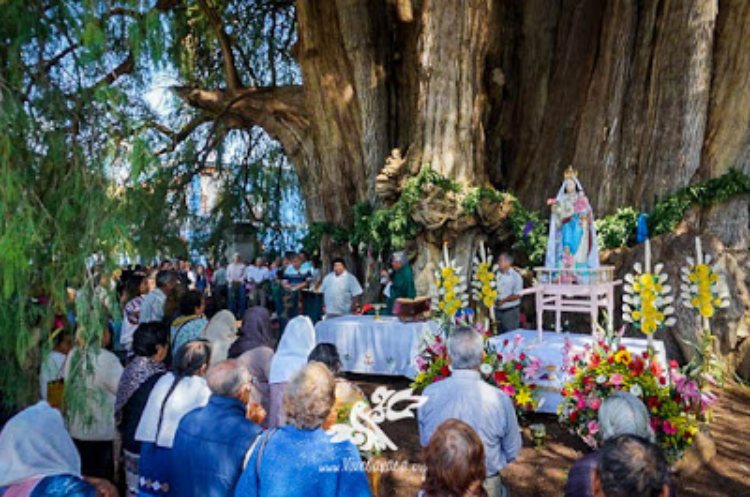 árbol-de-tule