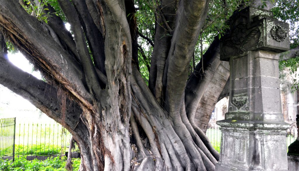 arbol-del-vampiro