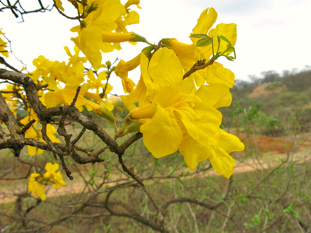 flores-comestibles