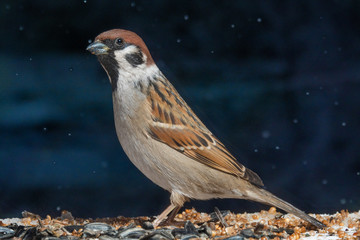 pajaros-cantores