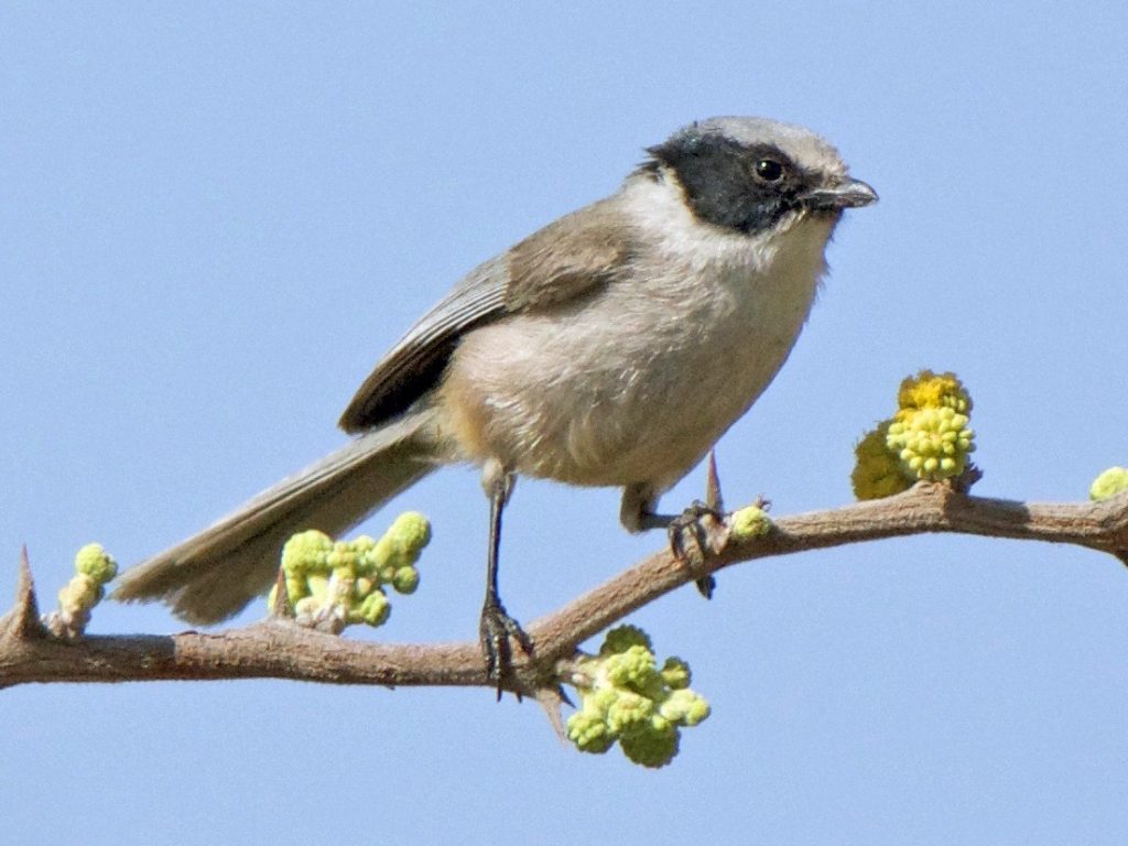 pajaros-cantores