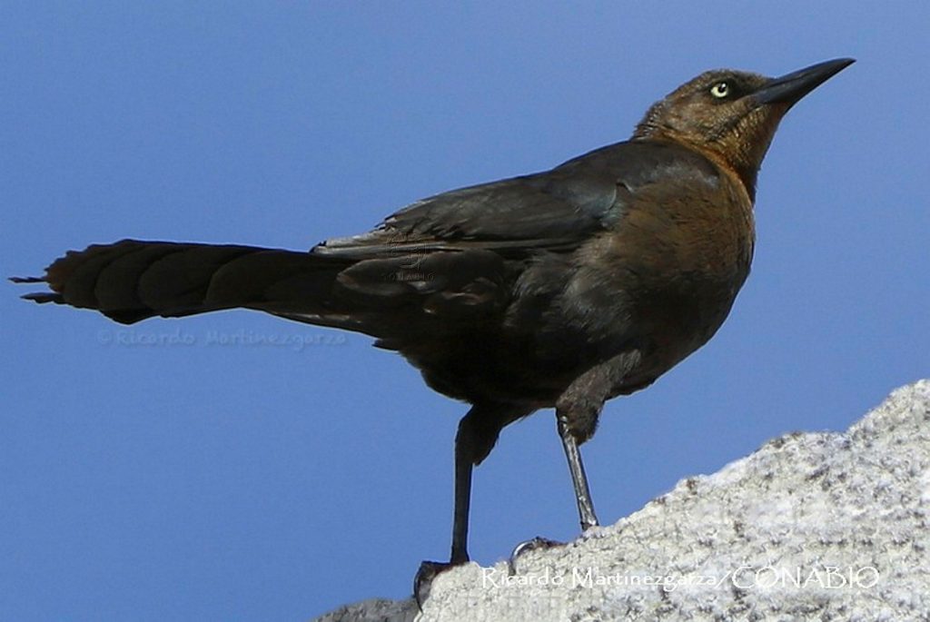 pajaros-cantores