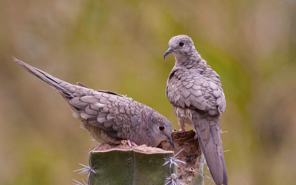 pajaros-cantores