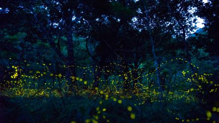 Bosque Esmeralda: una experiencia mágica para ver luciérnagas