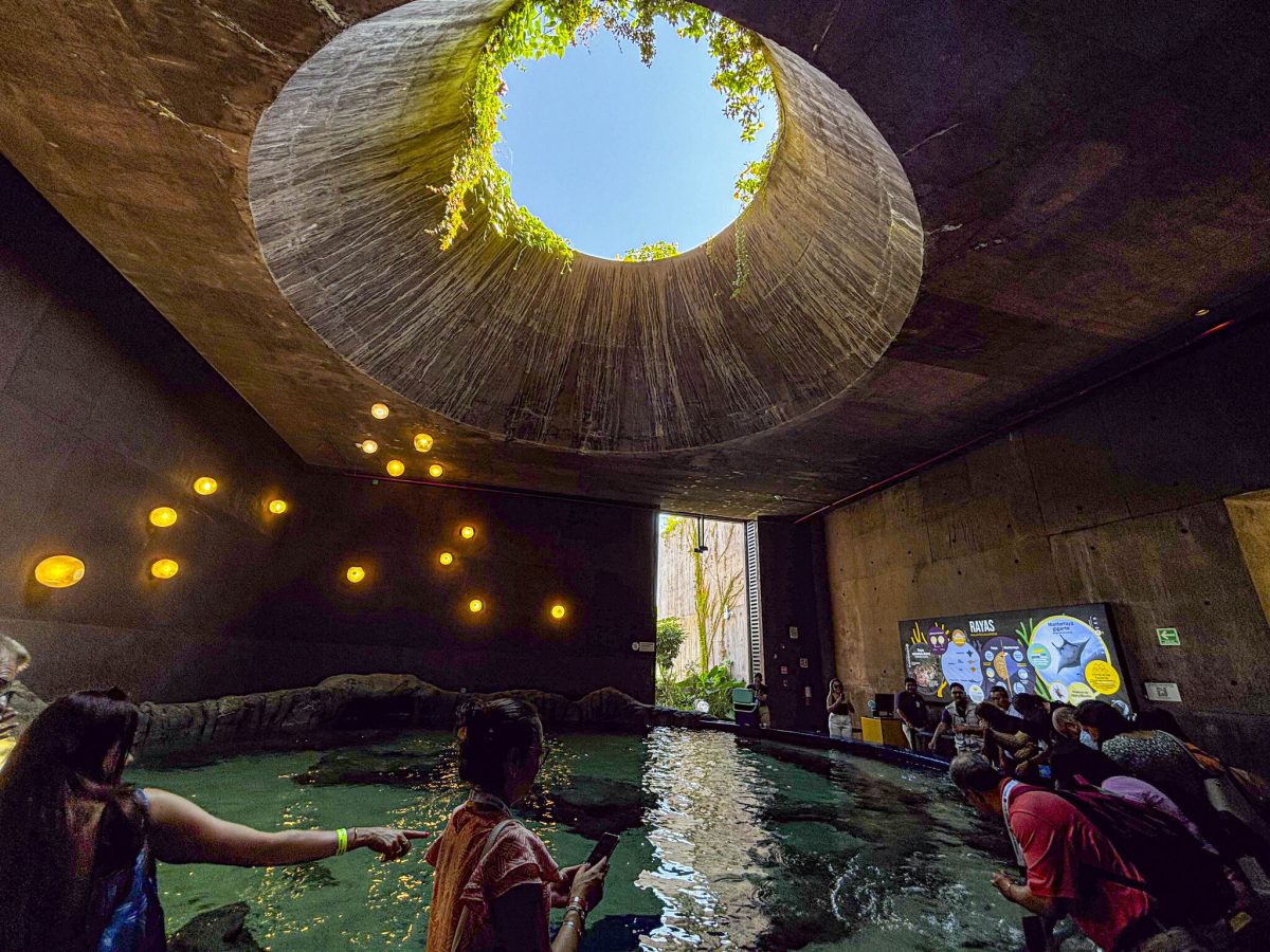 Así es el nuevo Gran Acuario de Mazatlán, el más grande de toda América ...