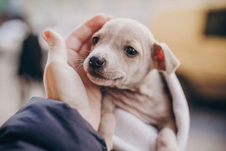 16 lugares para adoptar perros en la Ciudad de México